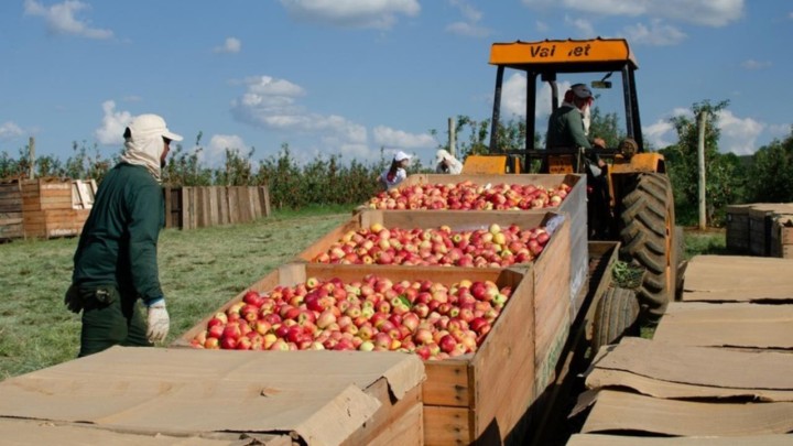 Setor da maçã ganha premiação inédita: ABPM celebra inovação e liderança na pomicultura