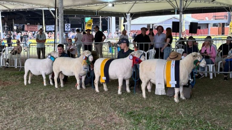 ABC Poll Dorset se destaca na 48ª Expointer com palestra técnica, julgamento de alto nível e inauguração da sede no Parque Assis Brasil