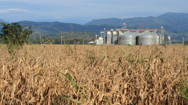 Agroindústria cai 1% em julho, mesmo sem levar em conta o tarifaço, revela FGVAgro