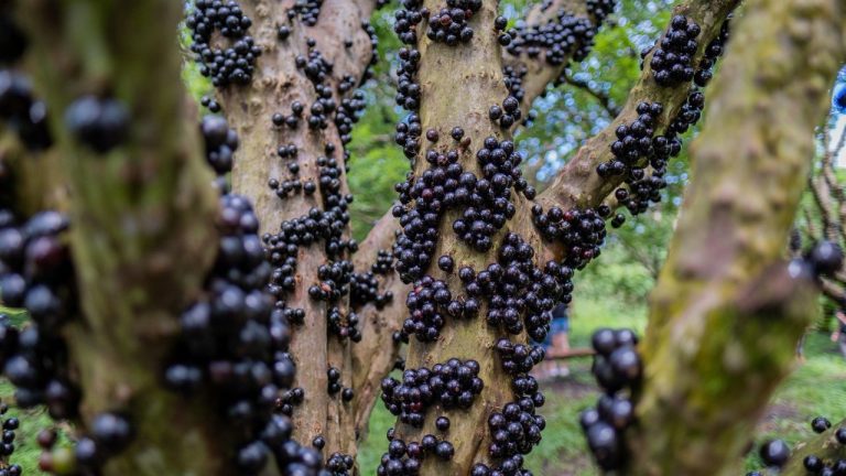 Chegou a safra da jabuticaba: aprenda a colher a fruta usando um cano de PVC