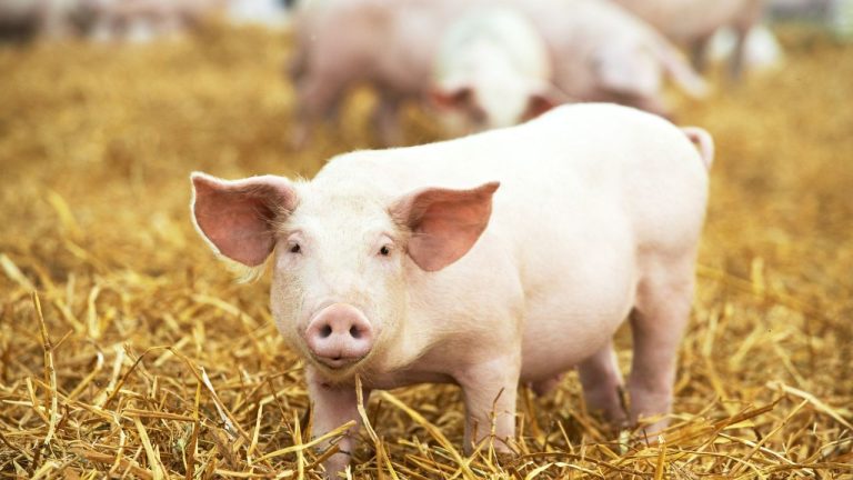 Estratégias de manejo e nutrição elevam performance e longevidade de fêmeas suínas