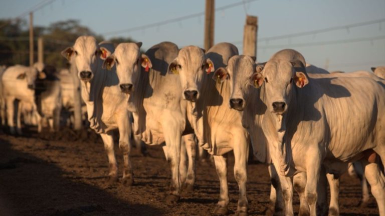 Estudo atesta que identificação eletrônica diminui tempo de manejo em bovinos de corte 