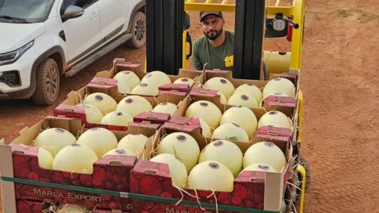 Goiás inicia exportação de melão para a Argentina