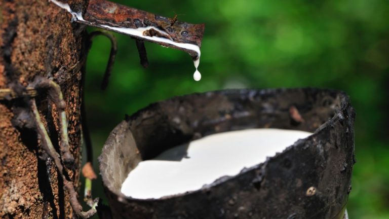 Governo Federal prorroga alíquota de importação da borracha natural até 2027