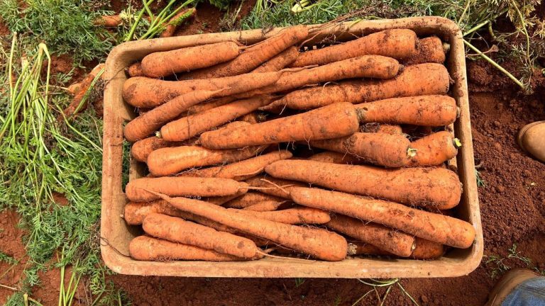 Híbrido fortalece a rentabilidade do cultivo de cenouras no Brasil