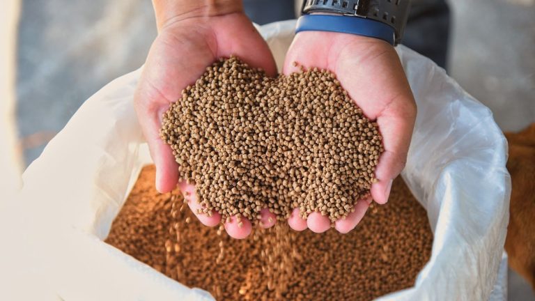 Inovação em rações eleva competitividade e sustentabilidade da piscicultura brasileira