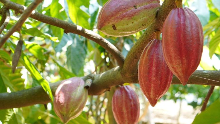 Mercado do cacau: clima segue como fator-chave para desenvolvimento das safras