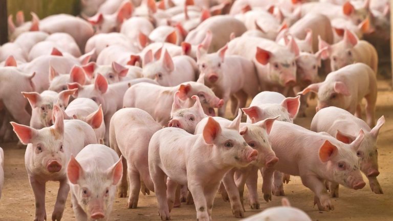 O valor do suíno no contexto da inflação e dos custos de produção comparações e tendências