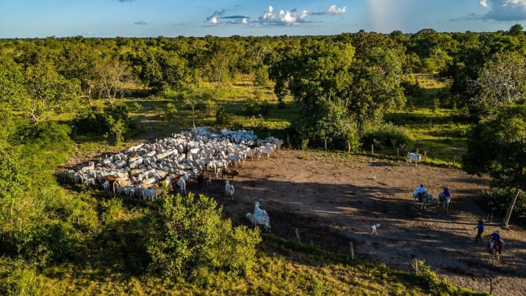 Nesta quarta-feira (10), o Programa Fazenda Pantaneira Sustentável (FPS) foi aprovado oficialmente para ser apresentado durante a 30ª Conferência das Partes da Convenção-Quadro das Nações Unidas sobre Mudança do Clima (COP30), que será realizada em novembro, em Belém (PA). A iniciativa terá espaço confirmado dentro da AgriZone, área que funcionará na sede da Embrapa Amazônia Oriental, em uma área de 3.000 hectares na capital paraense. O objetivo é mostrar ao mundo o compromisso do produtor rural brasileiro com a sustentabilidade e a produção de alimentos de qualidade, reforçando que é possível aumentar a produção de forma responsável e sustentável, unindo tecnologia, ciência e práticas já aplicadas no campo por meio da extensão rural. Com a relevância do projeto integrado, o FPS também terá a oportunidade de ser apresentado no Espaço Arena, ambiente de grande visibilidade, aberto ao público e com circulação de autoridades, formadores de opinião, negociadores e investidores internacionais. Marcelo Nogueira, supervisor de Assistência Técnica e Gerencial (ATeG) do Senar/MT, destaca que a participação do FPS na COP30 é um marco para a pecuária do Pantanal. “Estar presente em um evento dessa magnitude é o reconhecimento de que o trabalho desenvolvido no Pantanal tem alcance global. O Programa Fazenda Pantaneira Sustentável mostra que é possível conciliar produção de alimentos, preservação ambiental e desenvolvimento econômico. Levar essa experiência para a COP30 é uma oportunidade única de mostrar ao mundo que o produtor pantaneiro faz parte da solução para os desafios da sustentabilidade”, comentou. Bruno Faria, gerente da Assistência Técnica e Gerencial, também reforça a importância da participação internacional. “Mostrar para o mundo o trabalho desenvolvido pelo Sistema Famato e pela Federação da Agricultura e Pecuária de Mato Grosso é fundamental. O Programa Fazenda Pantaneira Sustentável prova que o produtor rural é protagonista na preservação do bioma, ao mesmo tempo em que garante alimento de qualidade. Essa visibilidade na COP30 fortalece ainda mais a imagem do Pantanal como referência em produção sustentável”, destacou. O Programa Fazenda Pantaneira Sustentável é uma realização do Sistema Famato, do Senar/MT e da Embrapa Pantanal. A iniciativa se consolidou como um modelo que une ciência, inovação e prática para gerar resultados concretos. O FPS vem contribuindo de forma decisiva para a conservação do Pantanal e para a valorização da pecuária sustentável no bioma, mostrando que é possível produzir com responsabilidade e, ao mesmo tempo, preservar esse patrimônio natural. Segundo a Embrapa Pantanal, atualmente, o bioma conta com 93% de sua área em propriedades privadas e 84% conservada, o que faz do Pantanal uma vitrine de alto valor ambiental e produtivo.
