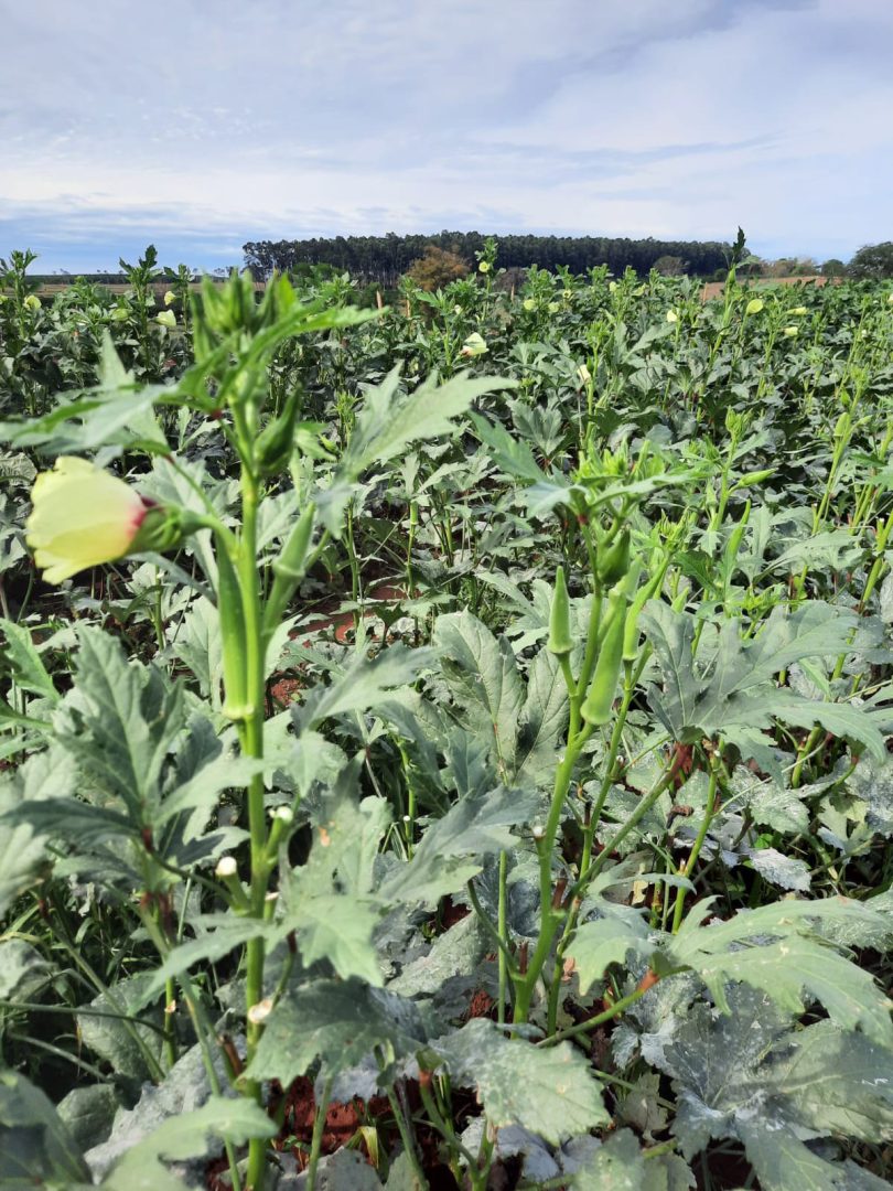 Pequenos produtores também investem em tecnologia para ganhar eficiência no campo QUIABO TROPICAL 02 1