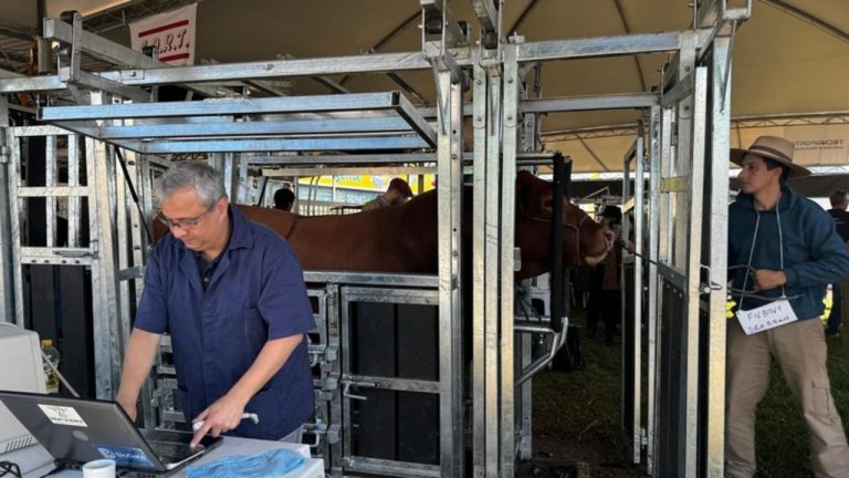 Raças Angus e Ultrablack têm 99 animais admitidos para os julgamentos de Buçal na Expointer