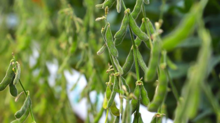 Sanidade Vegetal – Começou nesta segunda, dia 1º de setembro, o calendário de semeadura da soja na Região 1