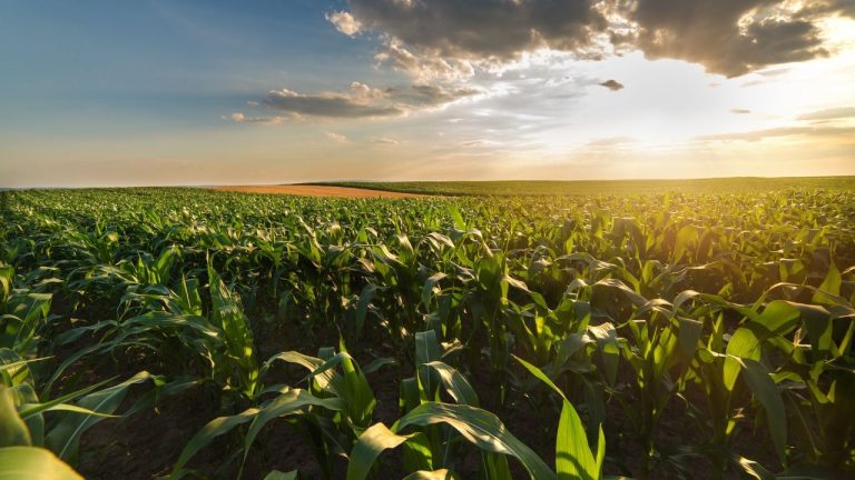 Um mês após tarifaço, agro paulista tem superávit de US$ 14 bi