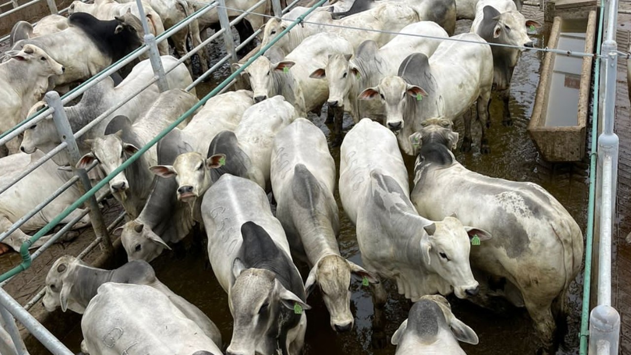 Avaliação de 323 animais do Circuito Nelore de Qualidade em Teixeira de Freitas (BA) 