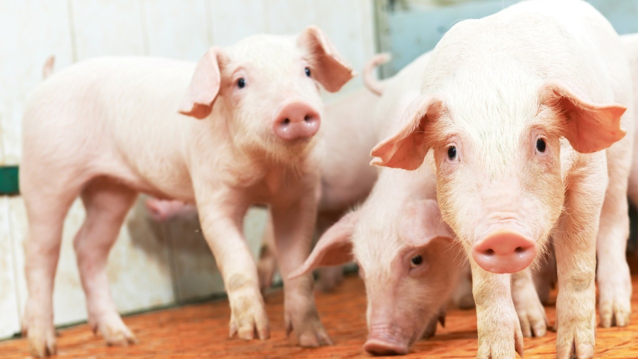 Bem-estar animal avança na suinocultura Bem-estar animal avança na suinocultura