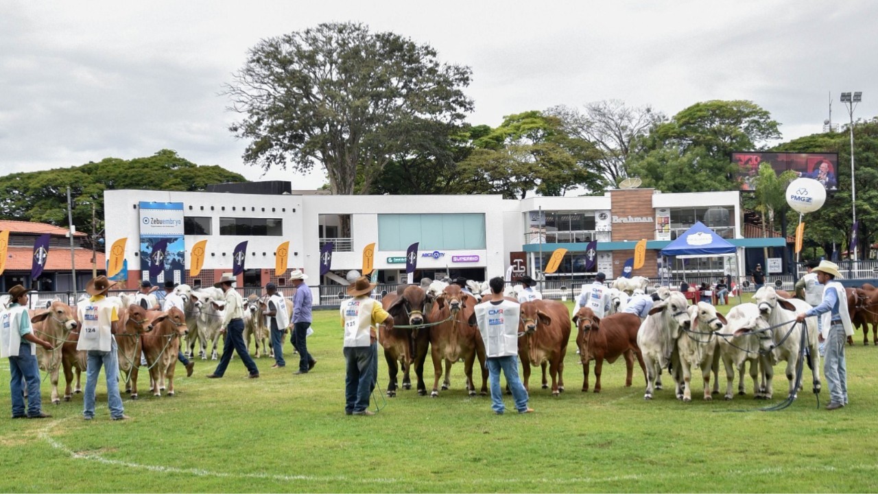 Brahman brasileiro impressiona estrangeiros na 21ª ExpoBrahman