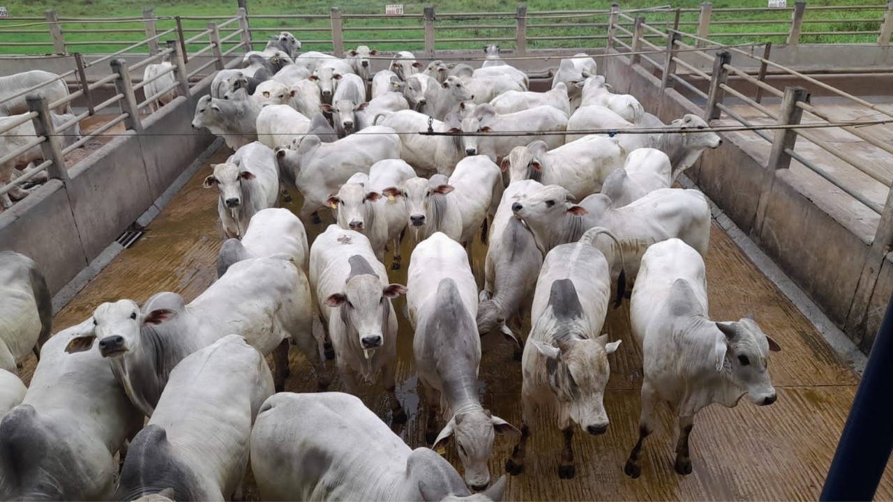 Circuito Nelore de Qualidade: mais de 980 animais serão avaliados em Itapetinga (BA) 