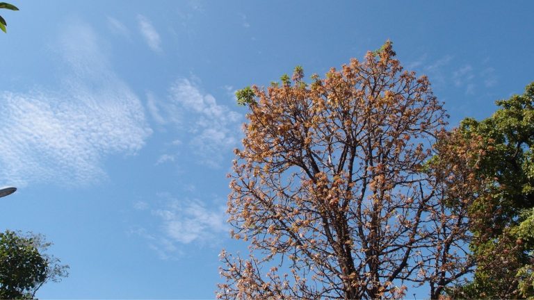 Climatempo intensifica cultura de inovação e diversidade