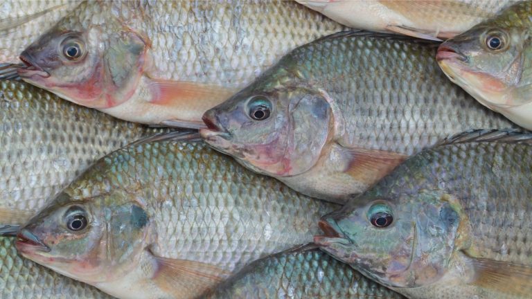 Consumo de tilápia cresce 10,3% ao ano