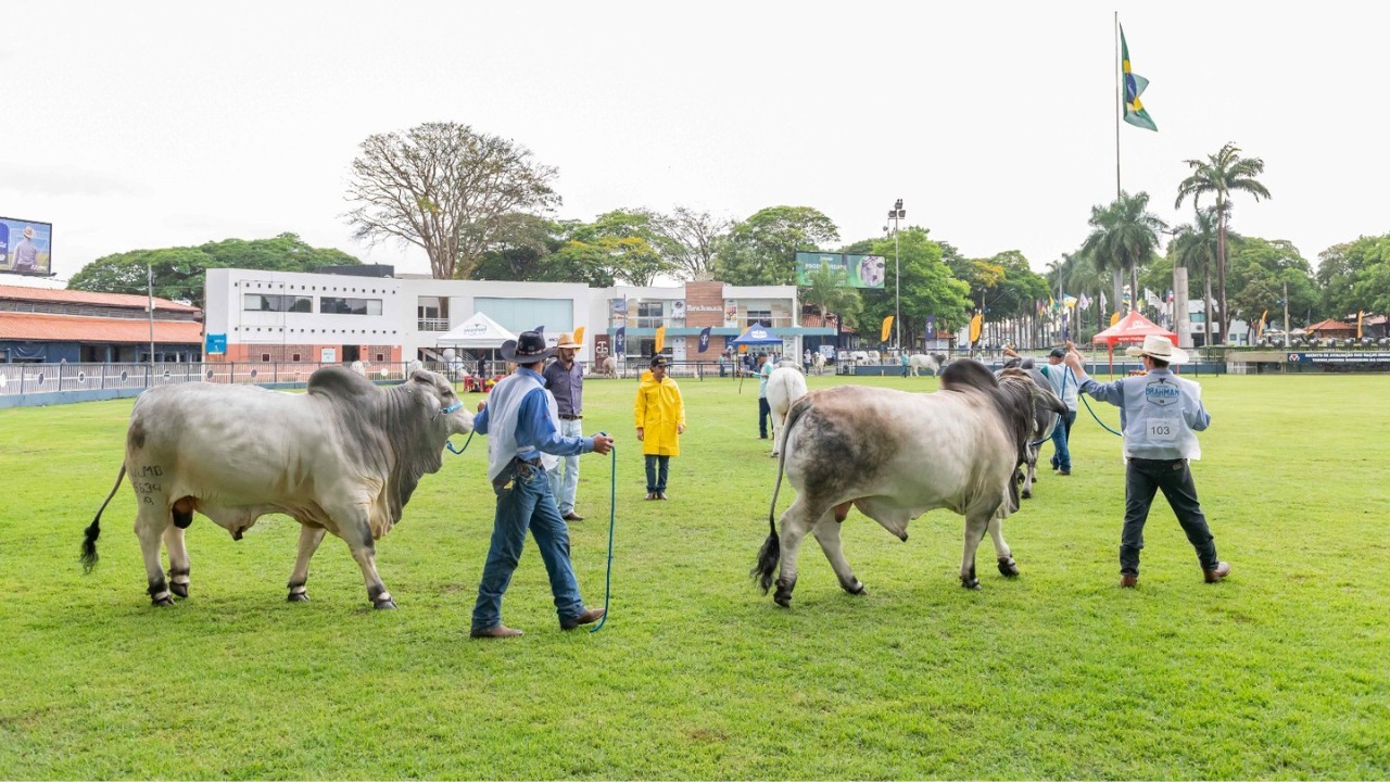 Exposição Internacional de Brahman começa esta semana