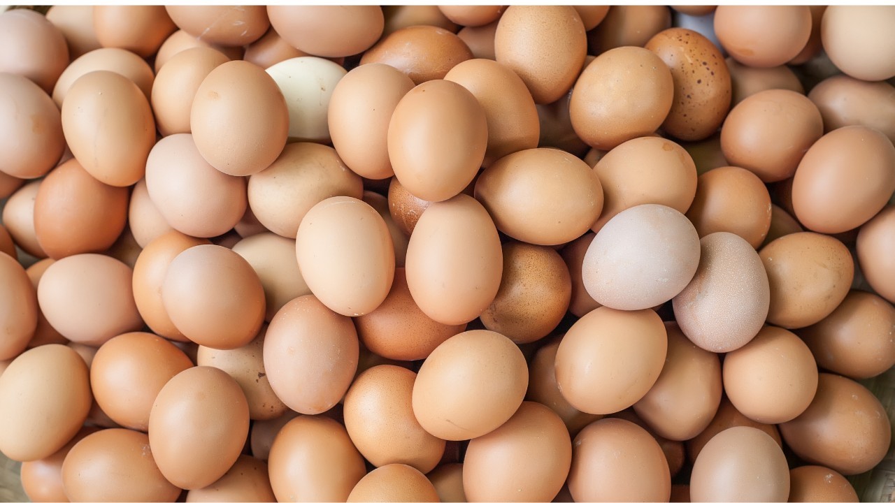 Instituto Ovos Brasil promove tarde de aprendizado