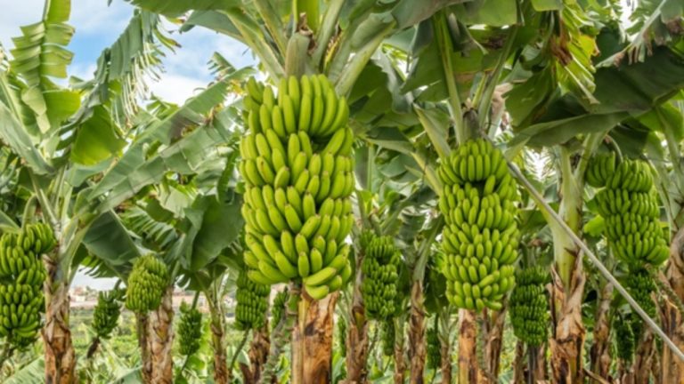 Ministros do MDA e MAPA recebem produtores de banana de todo o país