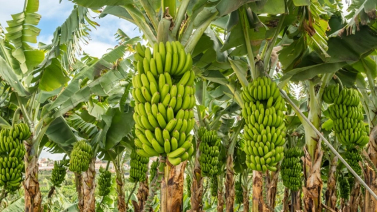 Ministros do MDA e MAPA recebem produtores de banana de todo o país