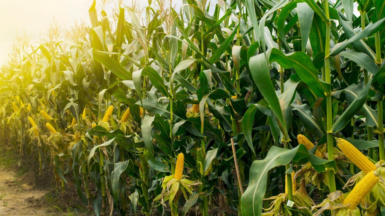 Novo centro voltado para pesquisa sobre etanol Novo centro voltado para pesquisa sobre etanol