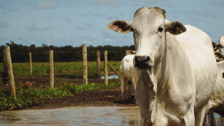 Pecuária brasileira se apresenta ao mundo como referência em sustentabilidade