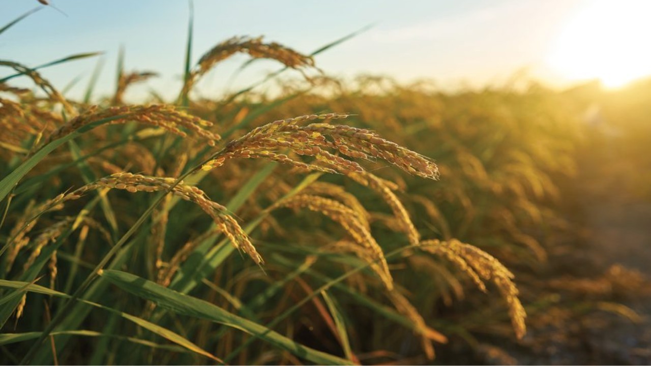 Primeira previsão da safra de grãos 202526 Primeira previsão da safra de grãos 2025/26