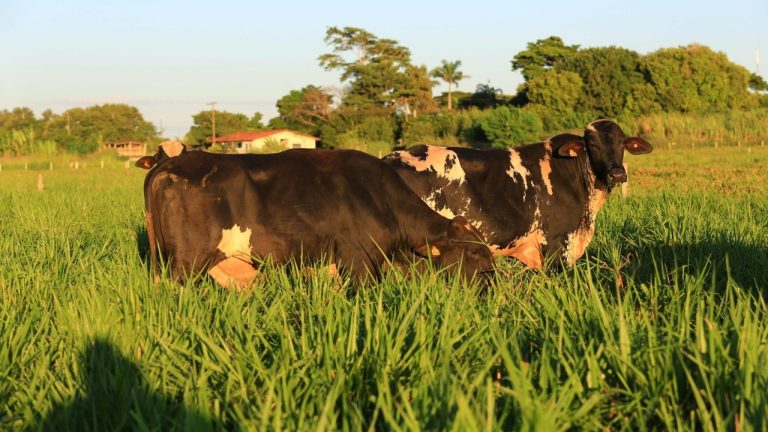 Produtores de 3 estados mostram ganhos com touro girolando