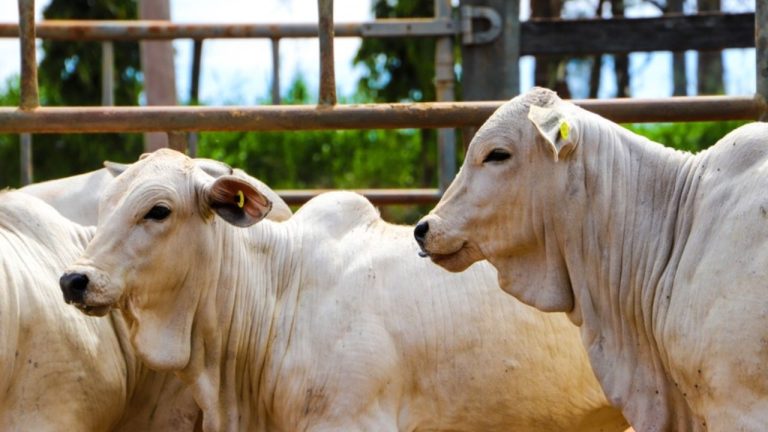 Brucelose – No segundo semestre, Campanha de Vacinação contra a doença vai até dia 31 de dezembro em todo o Estado