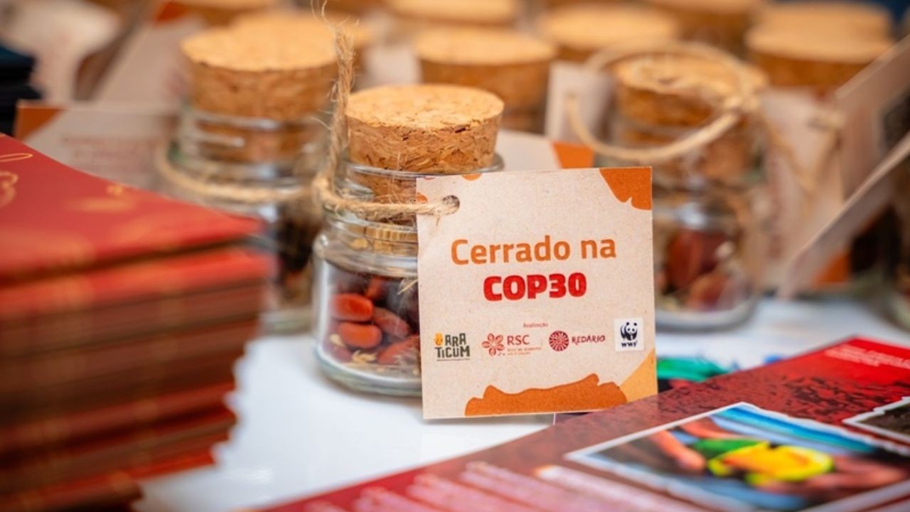 O Cerrado é o coração das águas do Brasil. Berço das nascentes que alimentam grandes rios e sustentam a vida em todo o país, o bioma tem papel essencial na regulação do clima e na manutenção dos ciclos da água. Restaurar o Cerrado é restaurar a esperança e esse é o convite da roda de conversa “Cerrado e restauração: a coleta de sementes como vetor da sociobioeconomia”, que aconteceu hoje, na Casa da Sociobioeconomia, promovida pelo Instituto Conexões Sustentáveis. Realizada pelo WWF-Brasil, Araticum e Rede de Sementes do Cerrado a atividade abriu a programação da Casa da Sociobioeconomia, espaço que será uma vitrine viva de soluções climáticas durante a COP30, em Belém (PA). O encontro reuniu representantes da Araticum, Redário, Rede de Sementes do Cerrado e MMA, além de coletores de sementes geraizeiros e indígenas , que compartilham suas experiências no uso das sementes nativas como ferramenta de restauração e geração de renda. Foto:Instituto Conexões Sustentáveis/Casa da Sociobioeconomia Mais do que uma conversa, a atividade propõe uma vivência: escutar as vozes das comunidades guardiãs das sementes, dos saberes e das águas, protagonistas da regeneração dos ecossistemas. Durante o encontro, foram apresentadas amostras de muvucas de sementes, símbolo da mistura de espécies, histórias e conhecimentos que sustentam a recuperação do Cerrado. A restauração inclusiva valoriza o protagonismo das comunidades locais e reconhece que recuperar ecossistemas vai também restaurar vínculos sociais, culturais e econômicos com o território. Ao conhecimento acadêmico, técnico e comunitário, ela transforma a restauração em um caminho de geração de renda, fortalecimento e conservação da biodiversidade. Em um momento em que o mundo volta seus olhos ao Brasil e à Amazônia durante a COP30, o Cerrado se coloca como parte essencial das soluções climáticas. Mesmo sendo o bioma que mais perdeu cobertura nativa nas últimas décadas, é também um dos que mais oferecem respostas concretas: modelos comunitários de restauração, redes de sementes e experiências que unem ciência, cultura e território. Foto:Instituto Conexões Sustentáveis/Casa da Sociobioeconomia A proposta é provocar o público — investidores, governos, organizações e sociedade civil — a repensar o que é escala e impacto real. Como a restauração conduzida por comunidades pode inspirar políticas e finanças globais mais justas? O que o mundo pode aprender com quem semeia diversidade todos os dias? Ao final do encontro, cada participante levou consigo não apenas sementes, mas mensagem que o mundo precisa escutar: restaurar o Cerrado é semear água, vida e futuro. Sobre a Casa da Sociobioeconomia Instalada no coração de Belém durante a COP30, a Casa da Sociobioeconomia é uma iniciativa da Conexsus – Instituto Conexões Sustentáveis, realizada em parceria com o Banco do Brasil e Governo Federal, BID Lab, CLUA, Erol Foundation, iCS, Porticus, Skoll Foundation e WWF-Brasil. O espaço reúne comunidades amazônicas, povos indígenas, investidores e representantes do Sul Global em uma programação intensa com rodas de conversa, experiências imersivas, exposições e mostras audiovisuais, mostrando ao mundo que a floresta pode ser próspera. Sobre a Conexsus O Instituto Conexões Sustentáveis - Conexsus atua na promoção da conexão dos negócios comunitários com os mercados, sejam locais, regionais, nacionais ou internacionais, disponibilizando acesso a investimentos financeiros customizados para apoiar a estruturação dos arranjos comerciais e viabilizar as operações. Sobre o WWF-Brasil O WWF-Brasil é uma ONG brasileira que há 28 anos atua coletivamente com parceiros da sociedade civil, academia, governos e empresas em todo país para combater a degradação socioambiental e defender a vida das pessoas e da natureza. Estamos conectados numa rede interdependente que busca soluções urgentes para a emergência climática. Conheça: wwf.org.br