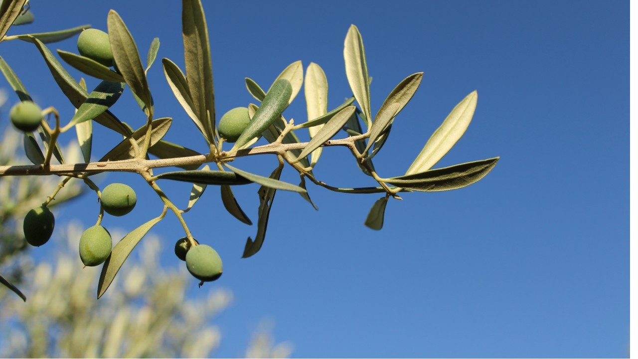 Secretário da Agricultura confirma zonas de exclusão do 2,4-D no Rio Grande do Sul