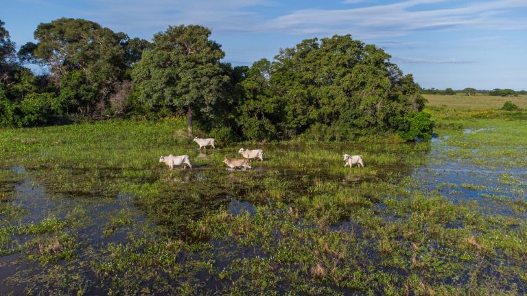 Sistema Famato Senar pretende investir R$ 16 mi até 2030 em projeto de pecuária sustentável no pantanal