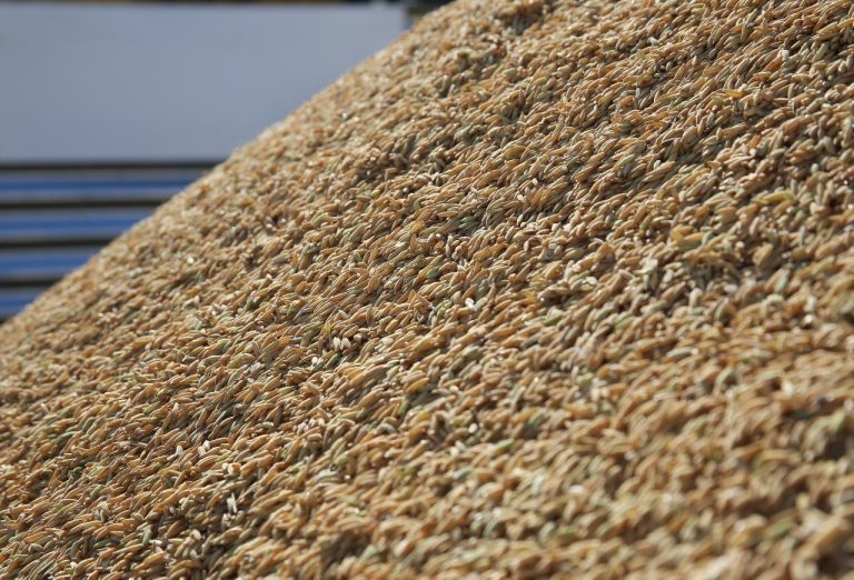 Produtor rural preparando carga para exportação de arroz com foco nos padrões de qualidade exigidos pelo mercado internacional.