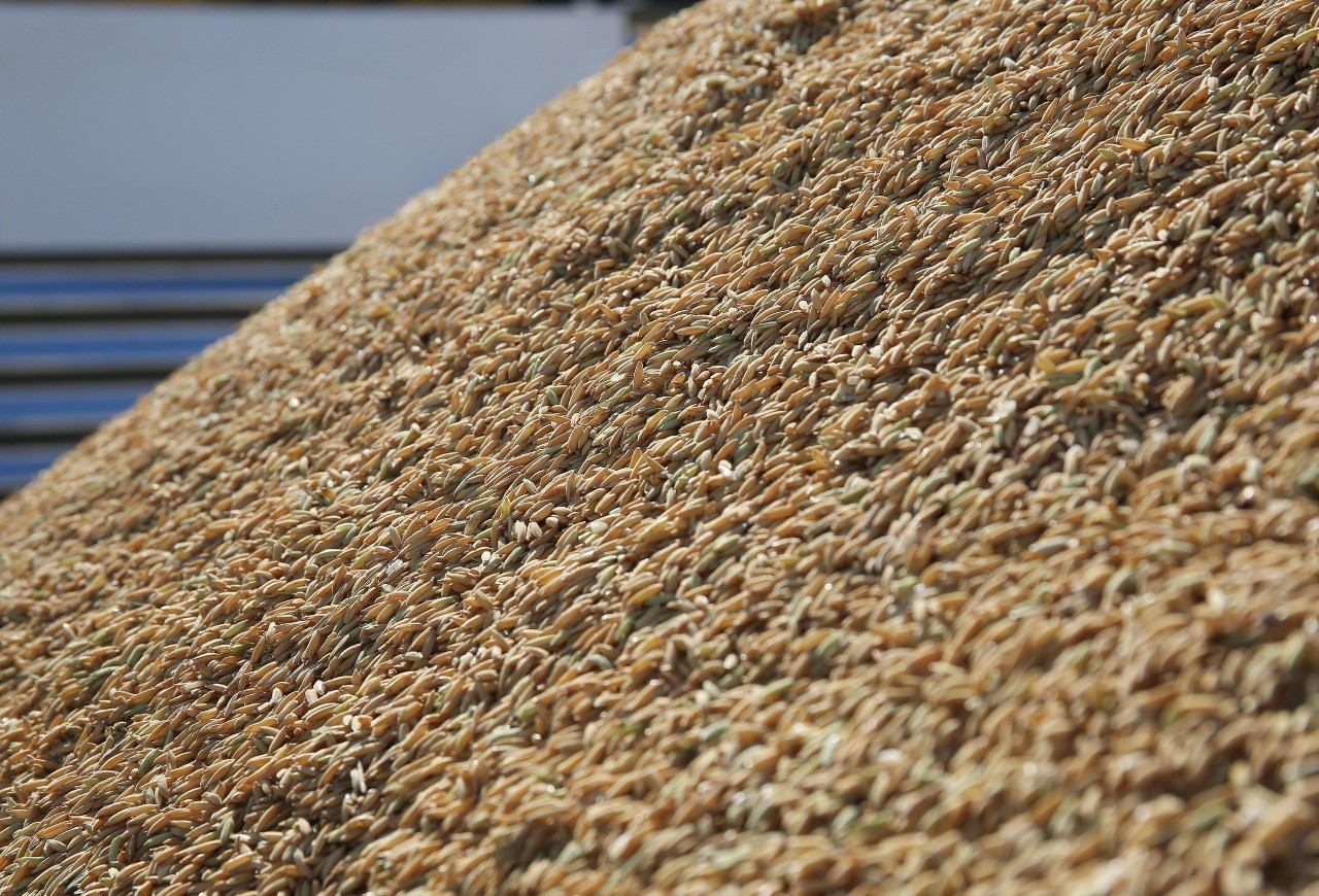 Produtor rural preparando carga para exportação de arroz com foco nos padrões de qualidade exigidos pelo mercado internacional.