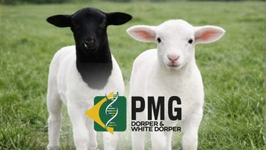 ABCDorper lança pesquisa para estruturar o PMG Dorper & White Dorper