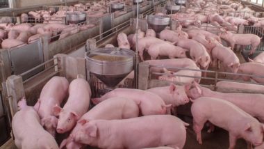 Acordo entre Brasil e Filipinas deve impulsionar exportação de carnes bovina, suína e de aves