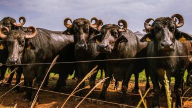 Mussarela de búfala: entenda o processo de fabricação