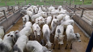Circuito Nelore de Qualidade: mais de 980 animais serão avaliados em Itapetinga (BA) 