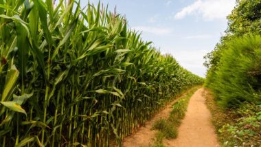Condições climáticas prejudicam colheita de soja e milho