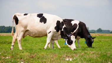 Conformação funcional e características economicamente importantes em vacas de leite