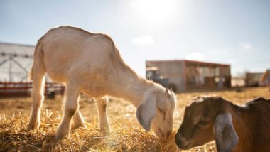 Criadores de caprinos ganham sumário para produção de leite