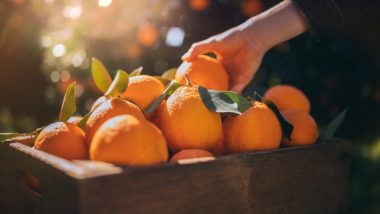Cultivo de laranja abre mais vagas em 2023