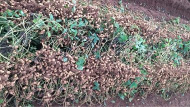 Cultura do amendoim registra crescimento com sementes certificadas