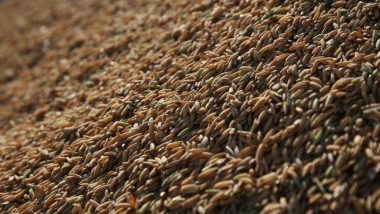 Federarroz orienta sobre classificação do arroz