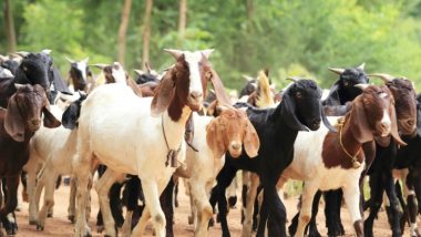 Governo do Maranhão e Conafer assinam acordo de cooperação técnica para melhoramento genético e aumento da produção de caprinos e ovinos de pequenos produtores