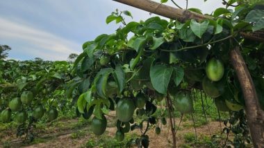 Irrigação transforma região de Goiás em polo de fruticultura
