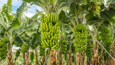 Ministros do MDA e MAPA recebem produtores de banana de todo o país